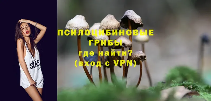 купить наркоту  Стерлитамак  Галлюциногенные грибы Psilocybe 